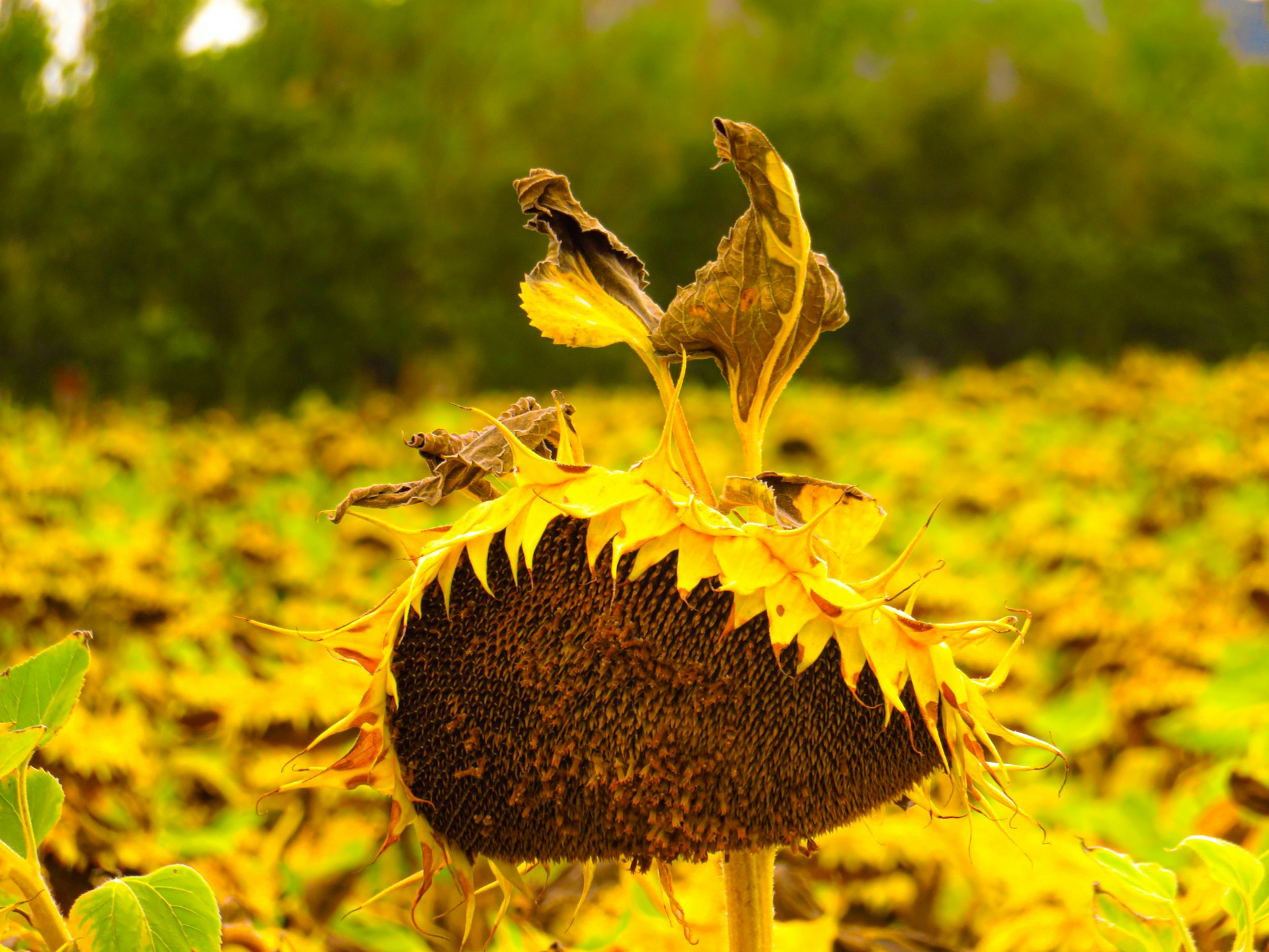 A wilting sunflower in a field of sunflowers.