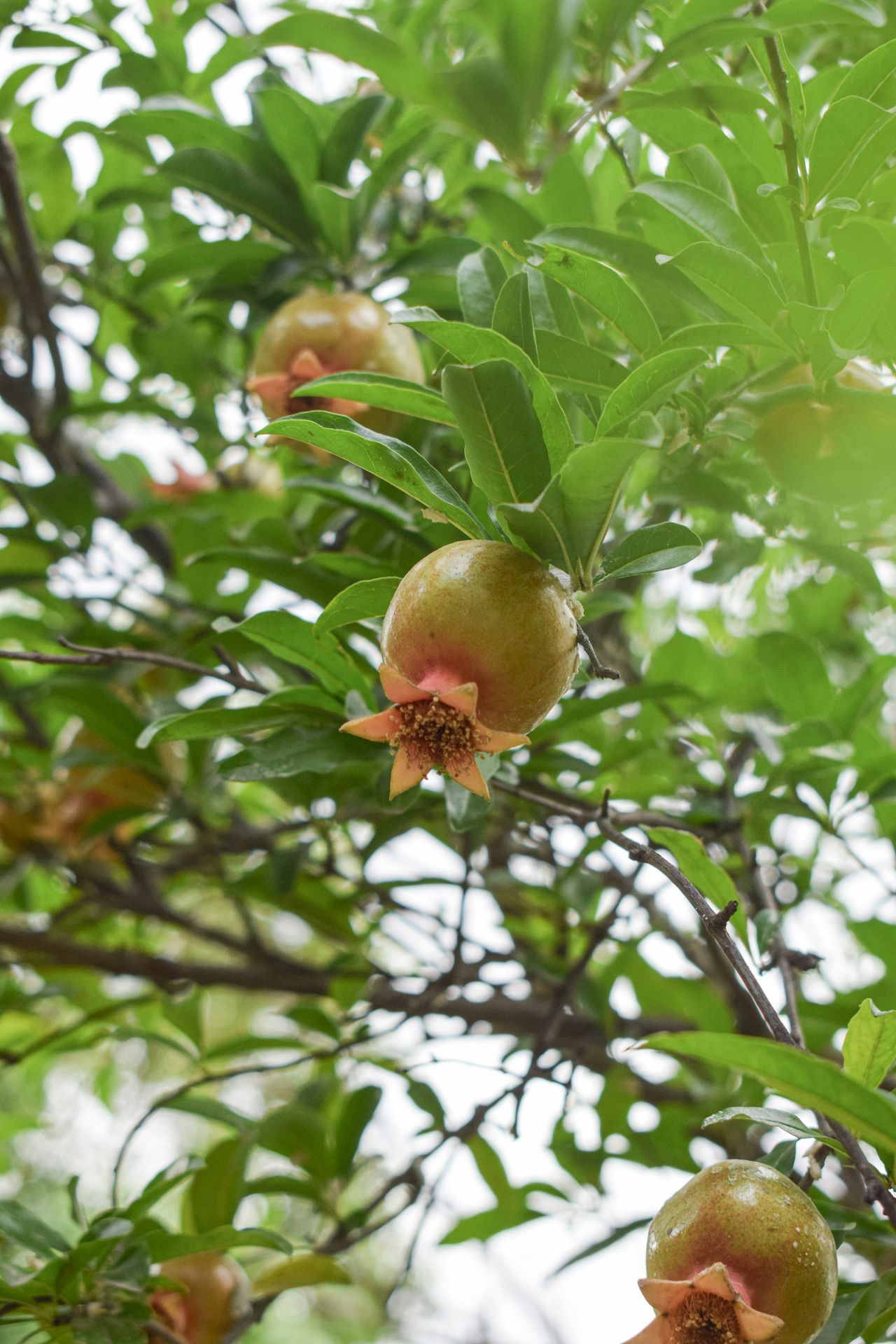 A tree filled with lots of green leaves