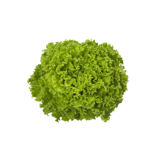 [21681525] Lechuga Italiana / Pz