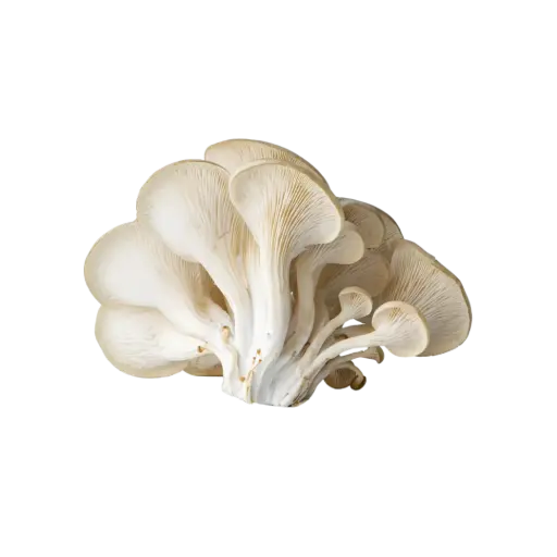 [2168856] Setas Mixtas Fresca Paq 400gr